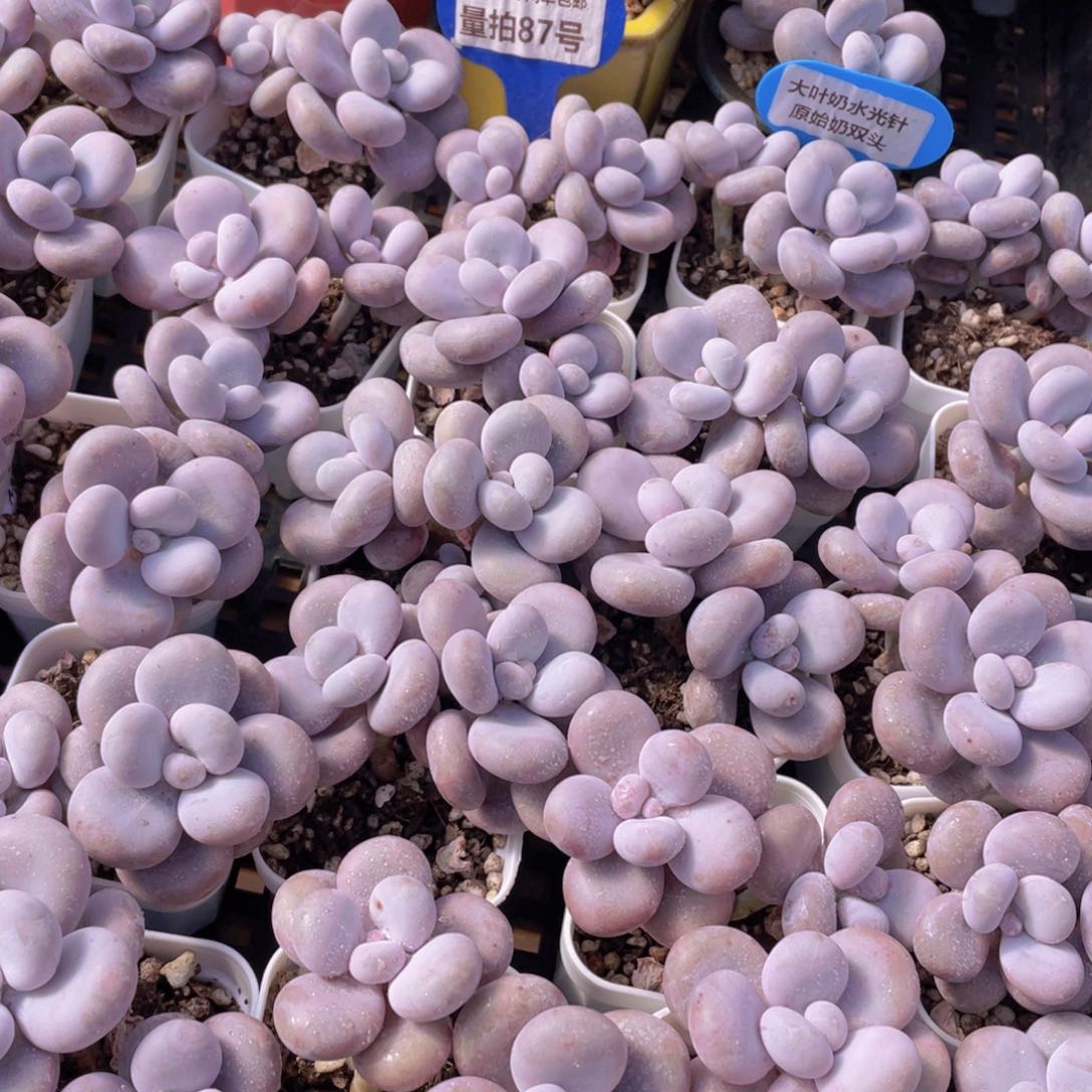 量拍87号 大叶奶水光针原始奶双头一个