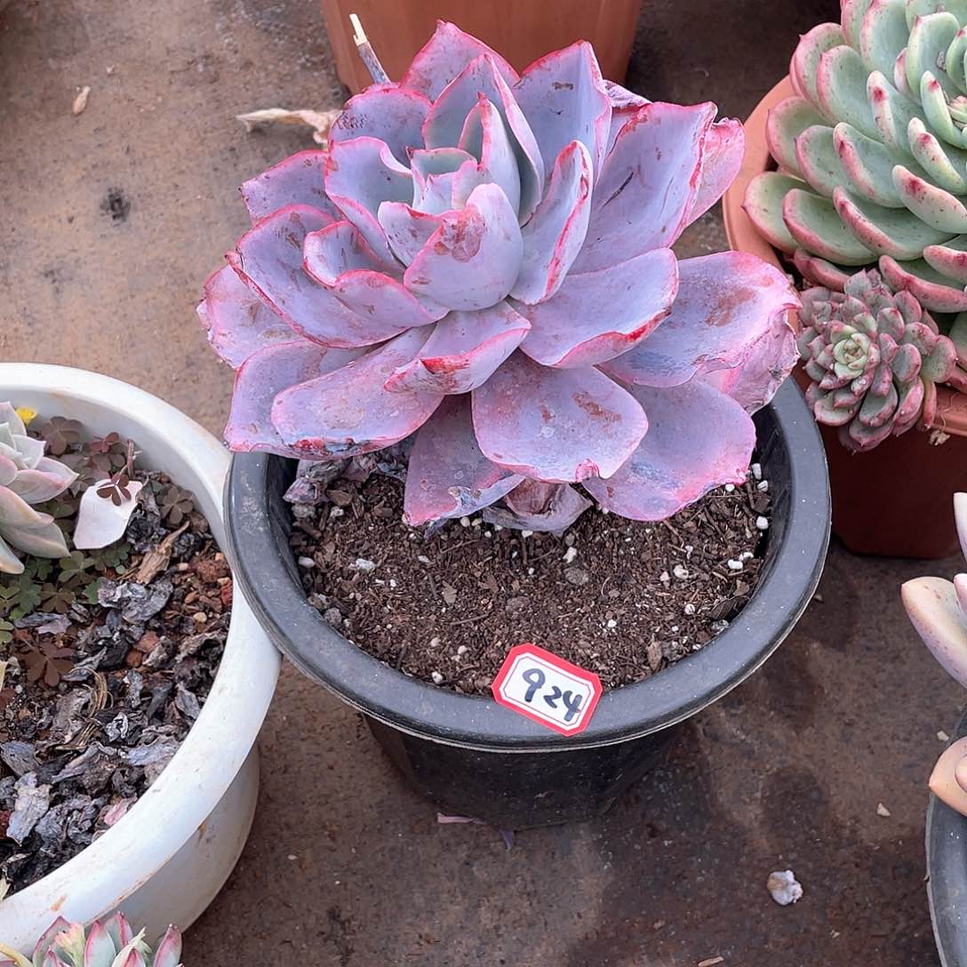 924晚霞 一物一拍多肉