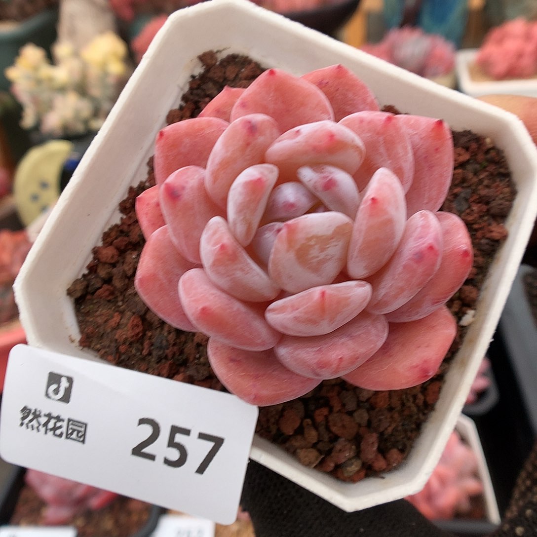 257粉星影多肉植物666