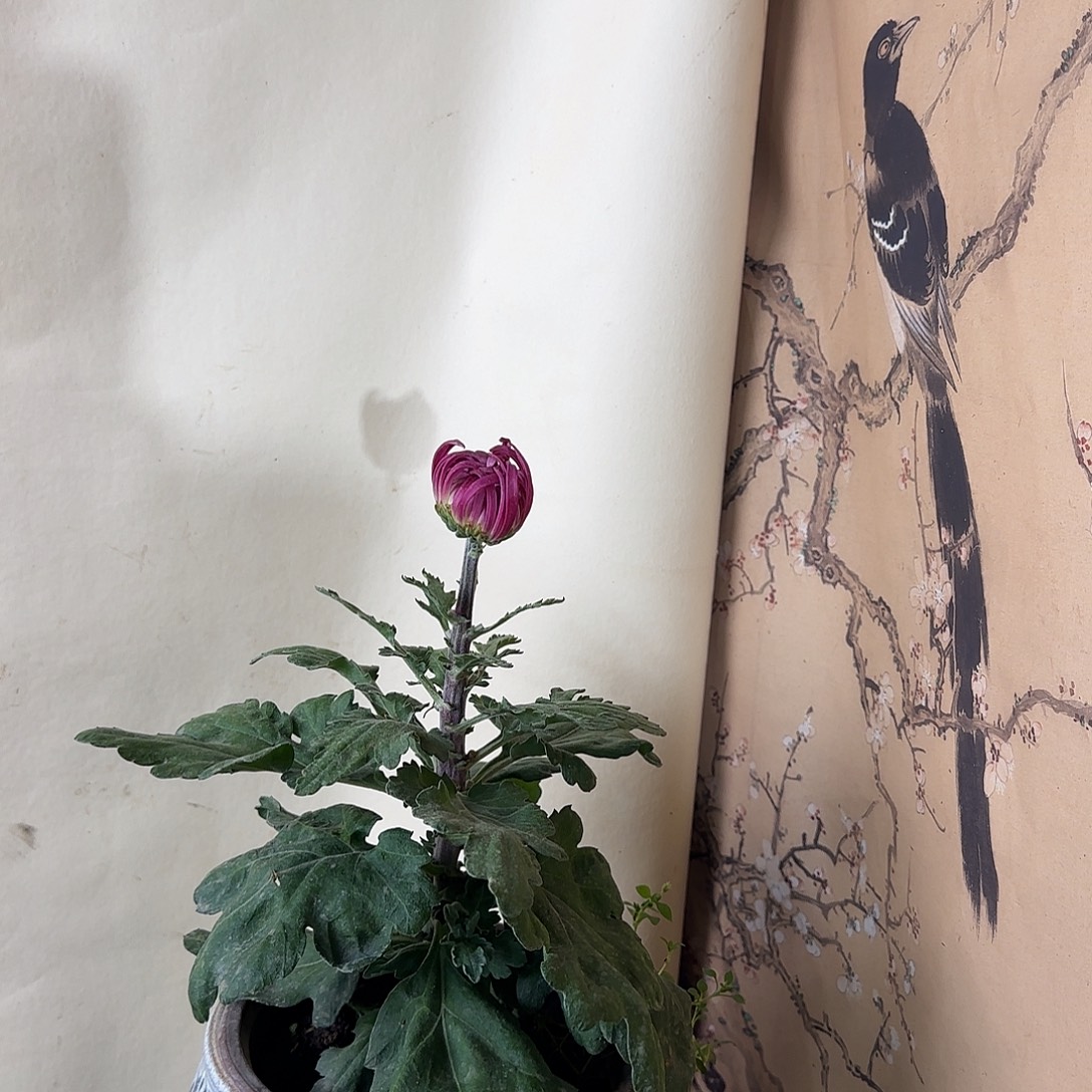 全部花朵Q4444444爱娘