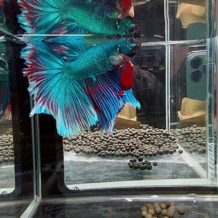 迷***丑斗鱼黑174号巨斗半月