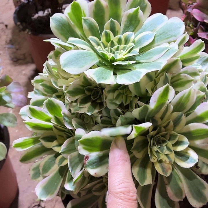 迈巴赫一棵脱土9.9