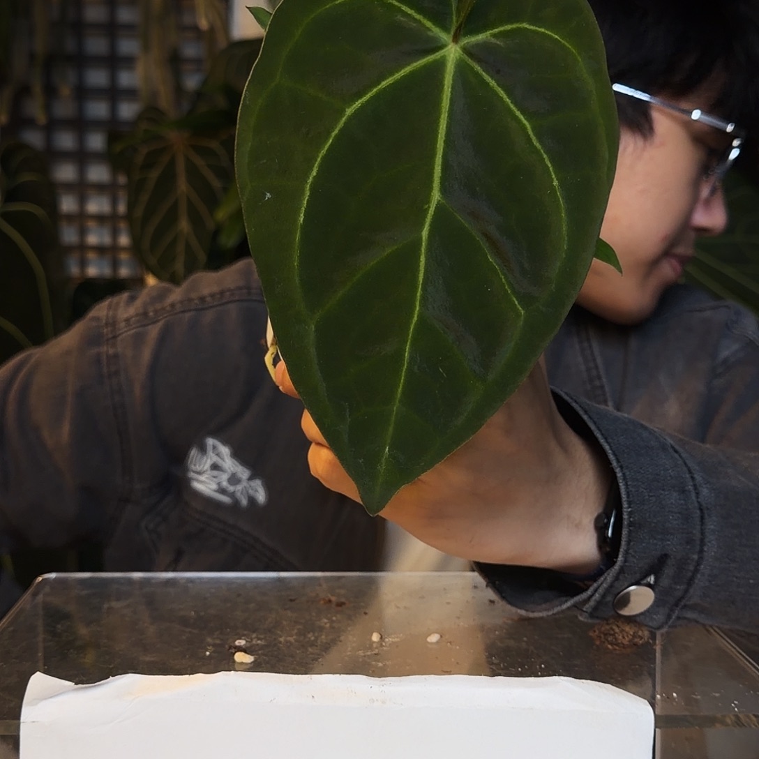 完全开放O100黑丝绒paip