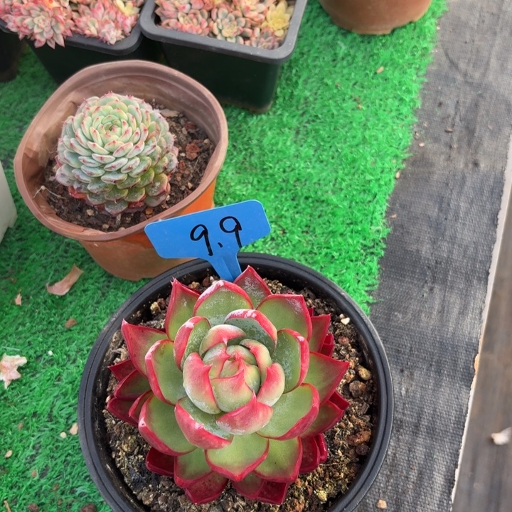 9.9活动活动电话活动电话电话