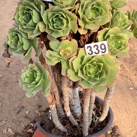 兰***紫339绿羊绒法师多肉植物