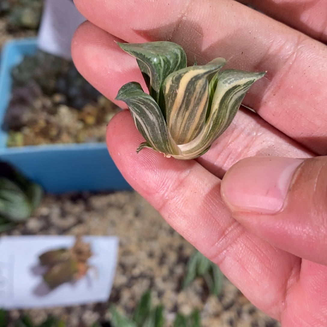 抱***拙862 一颗锦侧牙 超级福利