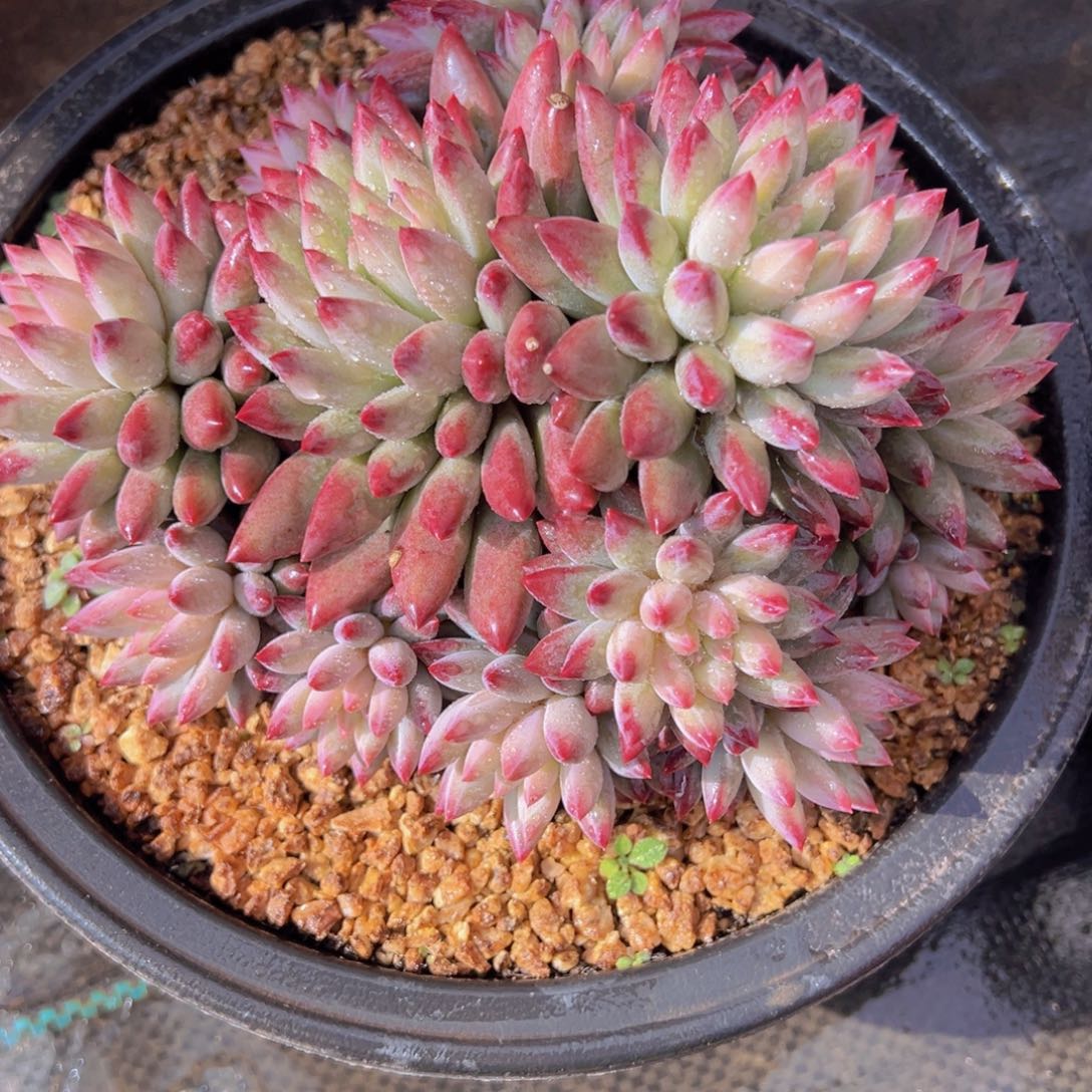 一物一拍多肉植物