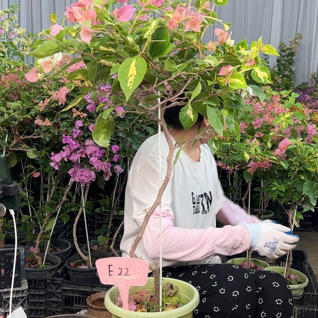 千***梅大部分花苞少量开放E22橙白