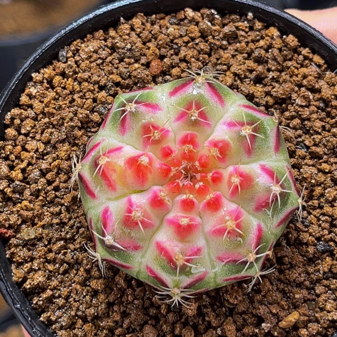 桃太郎轮回 米哈仙人球