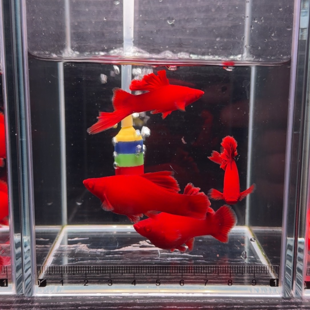 红剑鱼高旗红箭3条➕1条备损