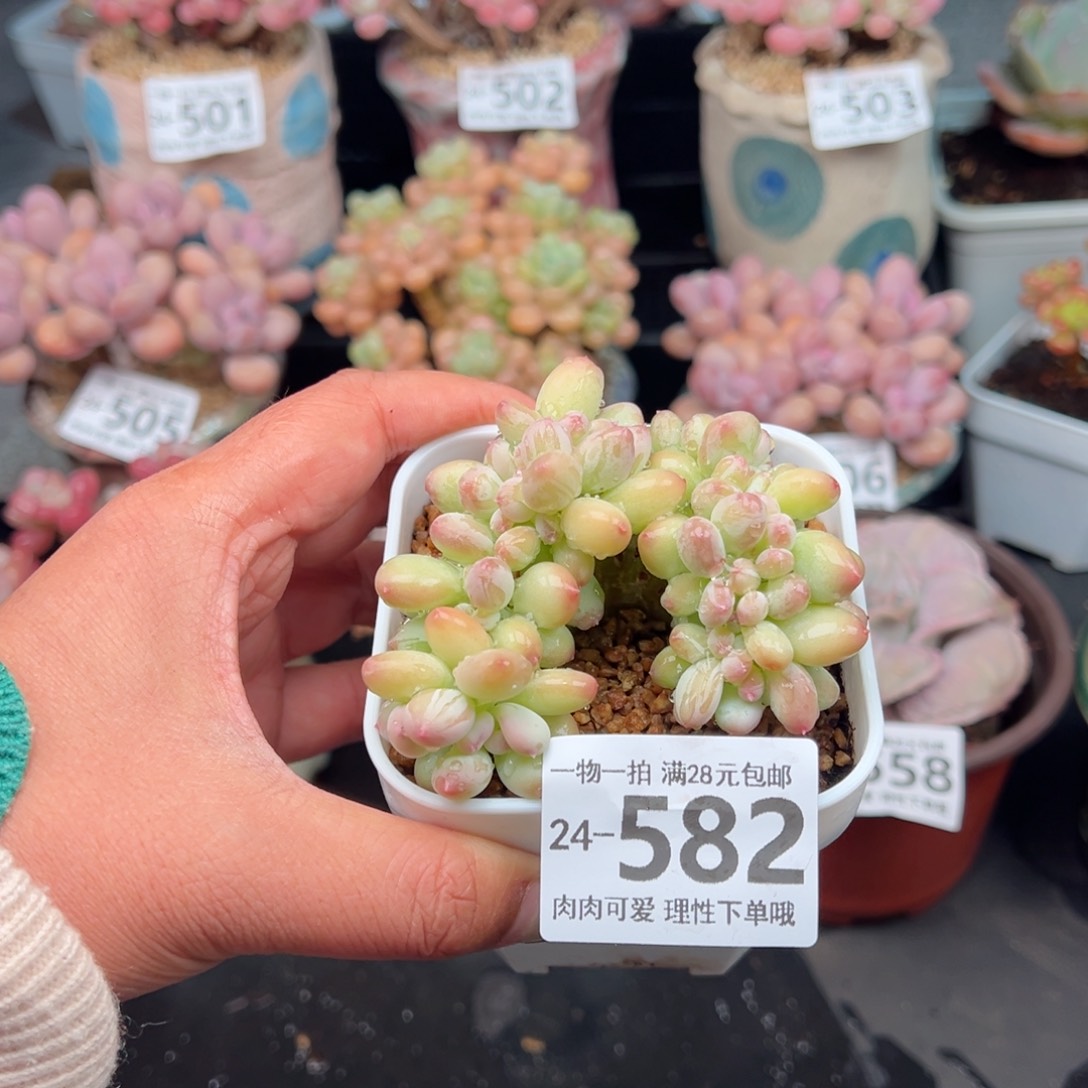 三日月美人缀化多肉多肉多肉多肉