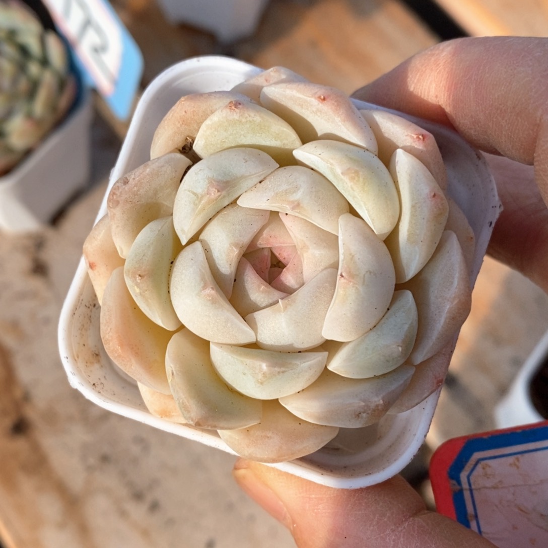 精品多肉一物一拍不包整054