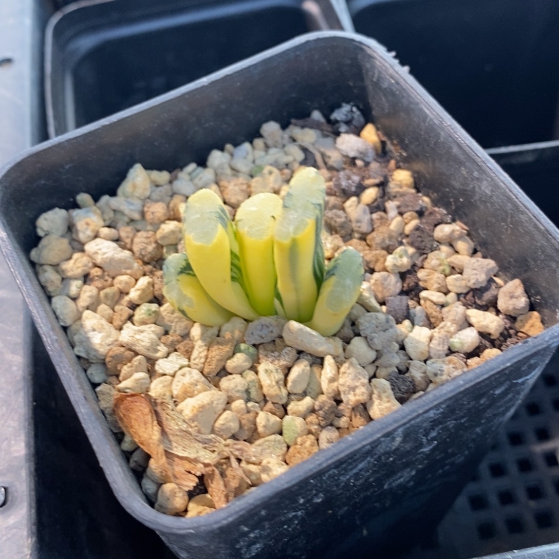 3036 一颗玉扇锦 点赞福利