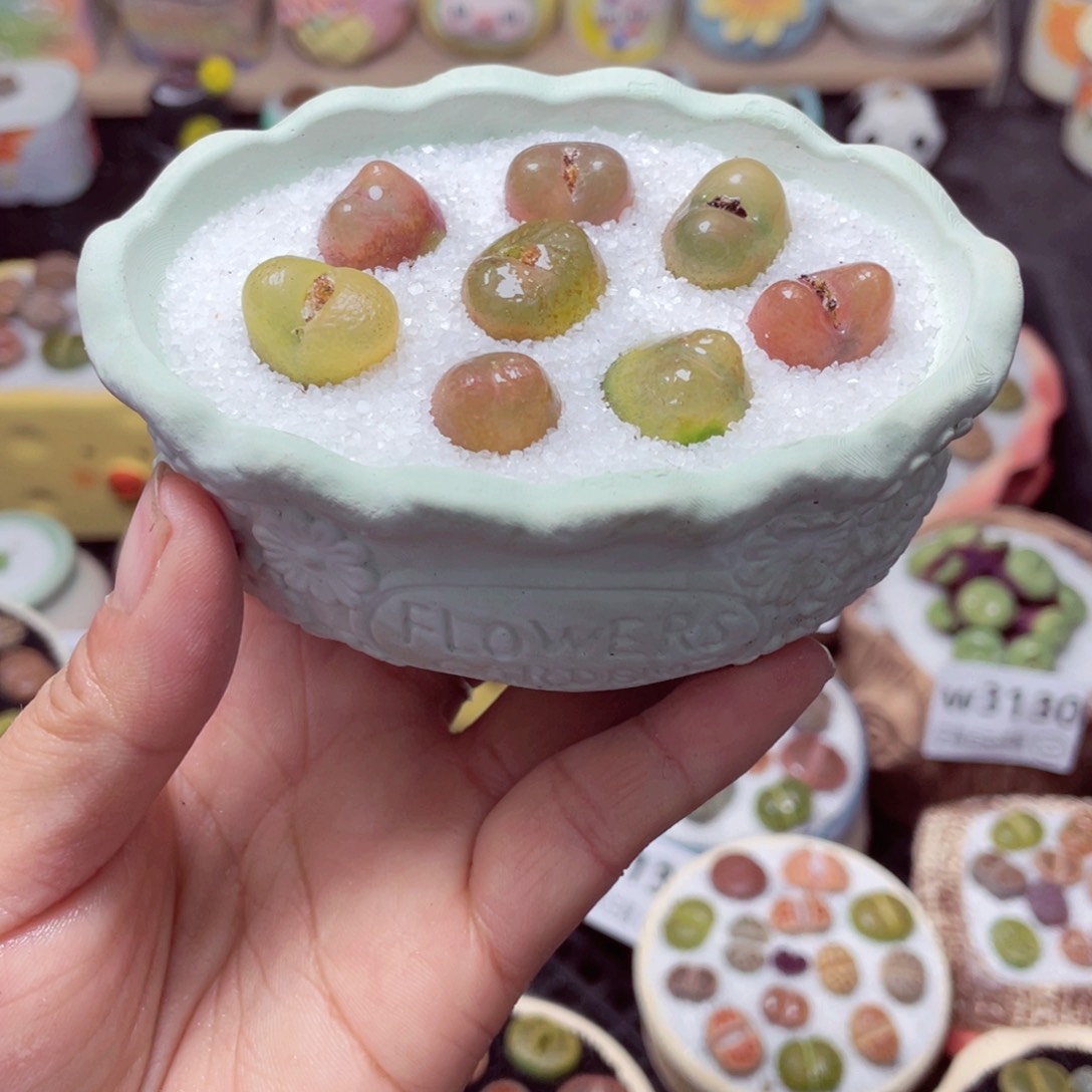 w3145 带盆土发货 -零下地区拍保温箱