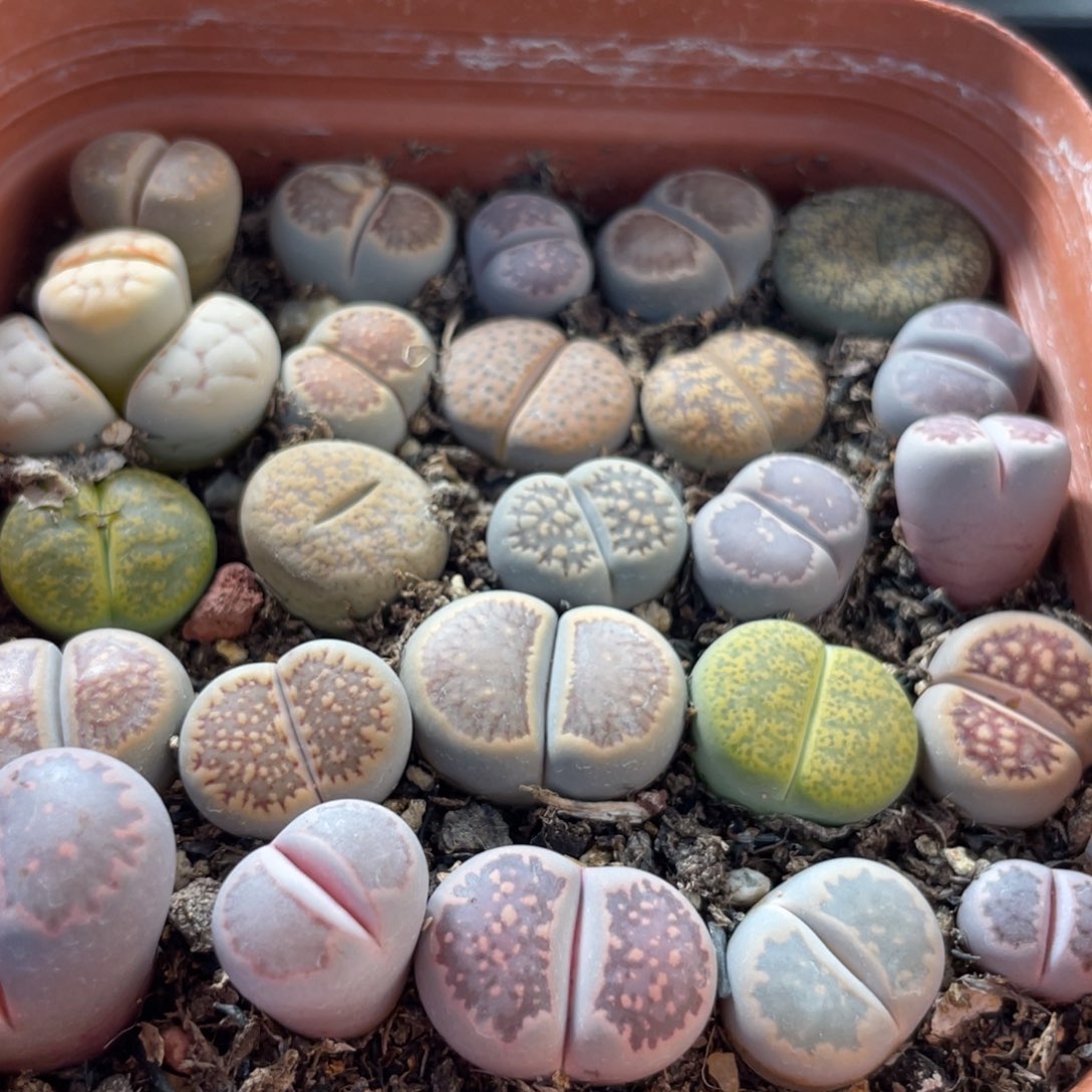 大盆特价一件包邮～24