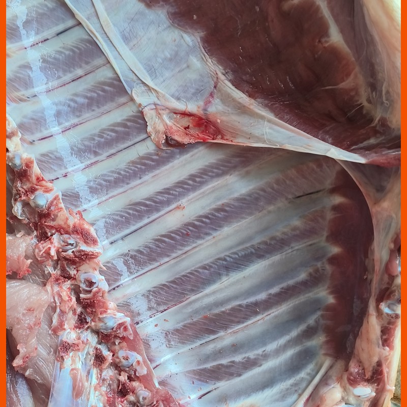 高原放养藏香猪（蕨麻猪)肉新鲜现宰顺丰包邮