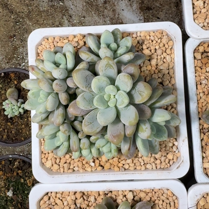 海妮亚 群生 一物一拍