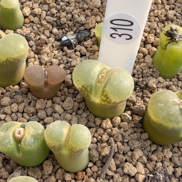 风铃玉肉锥植物310