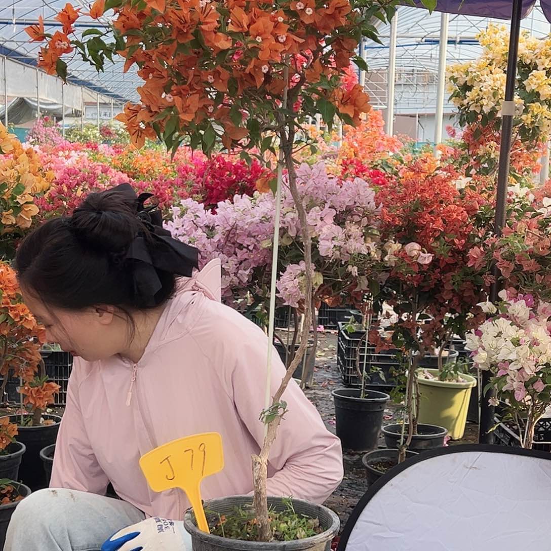 三***牛大部分花苞少量开放J79橙桑巴