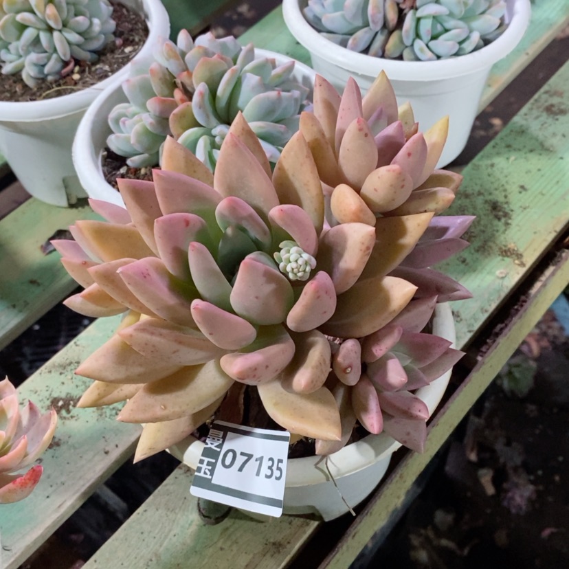 【闪购商品】桃花源07135