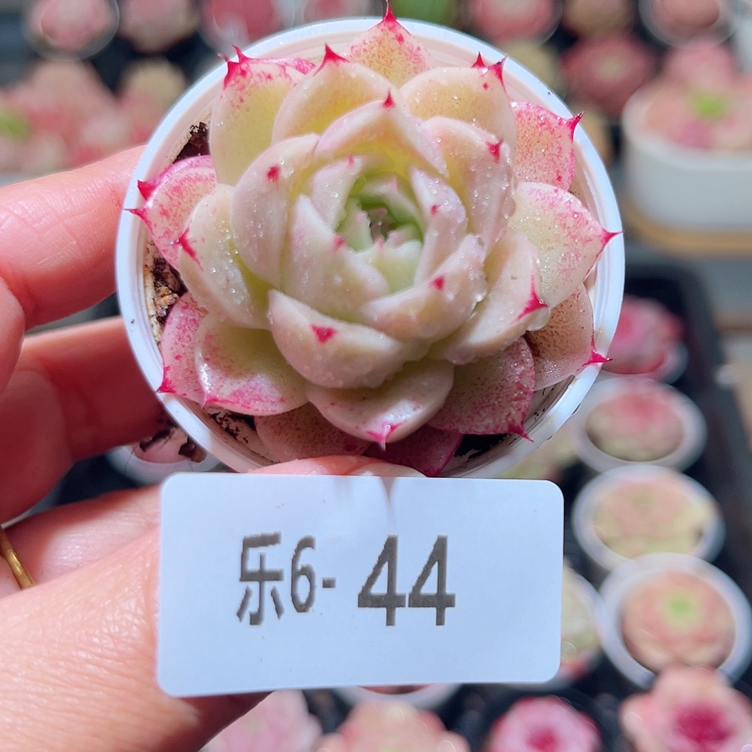 乐6-44 麦秆单头 