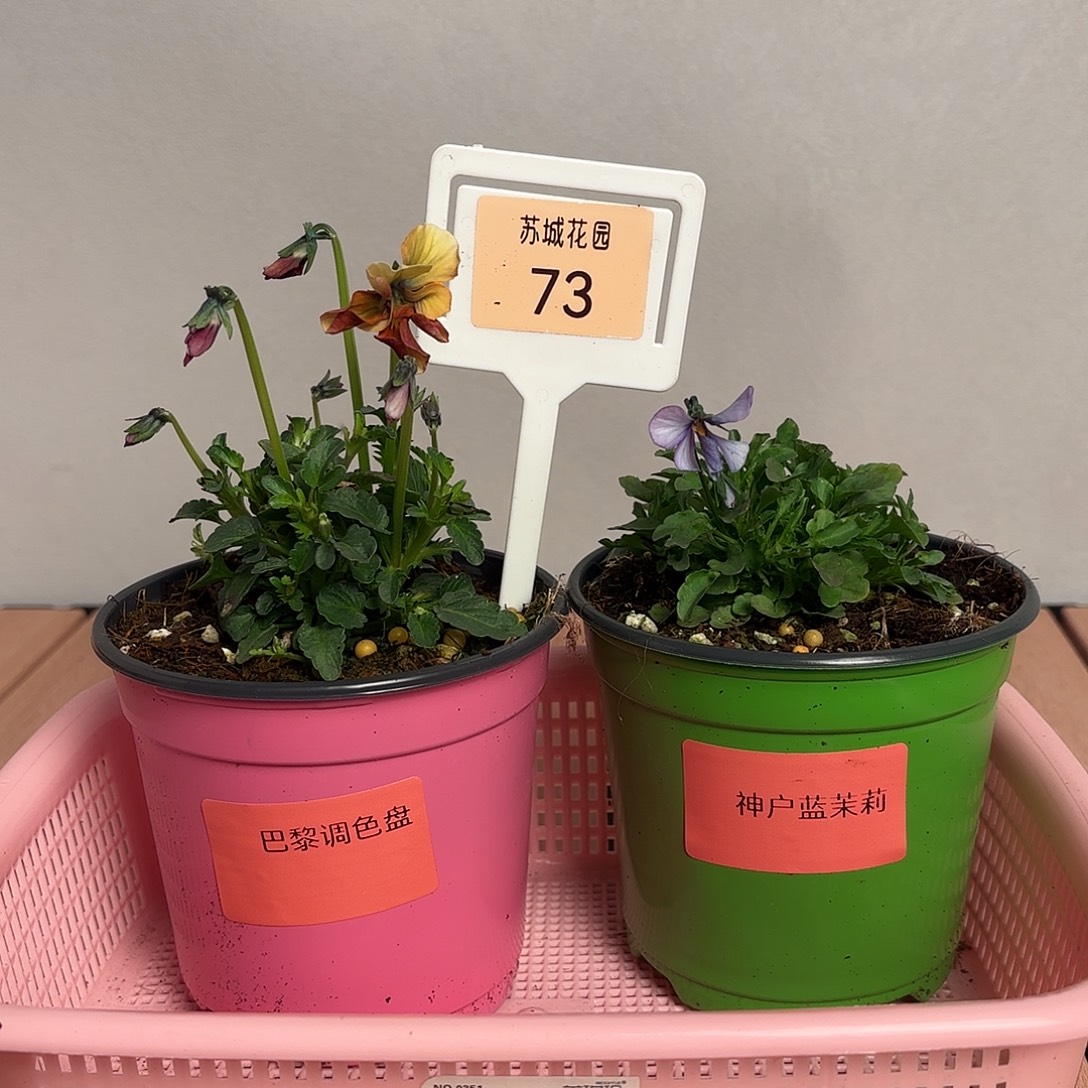 大部分开放少量花苞73