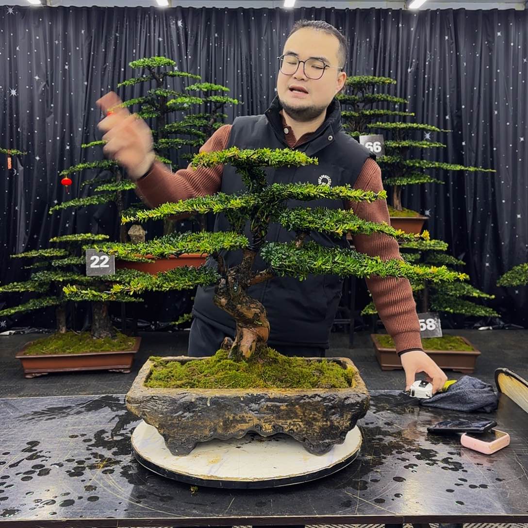 红芽罗汉松高端造型盆景