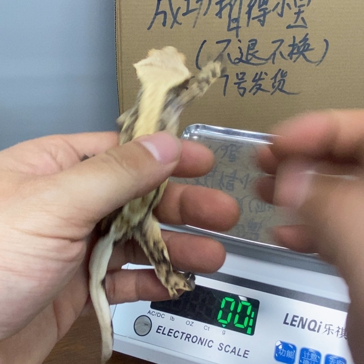 睫角守宫12.3六五