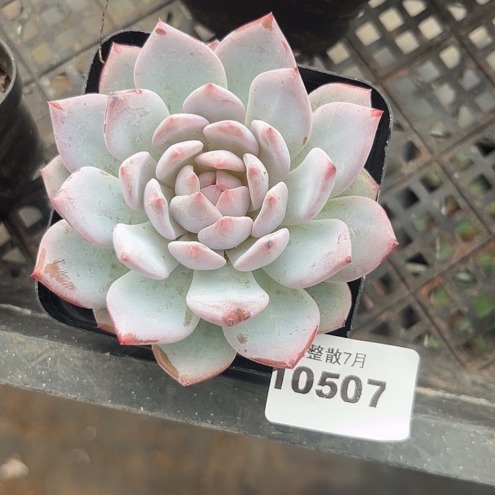 阿雅园艺。    10507星星橙