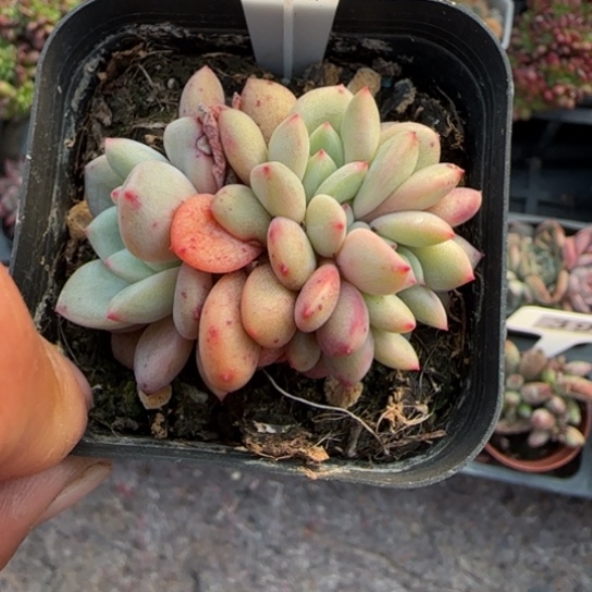 159凌雪缀多肉植物多
