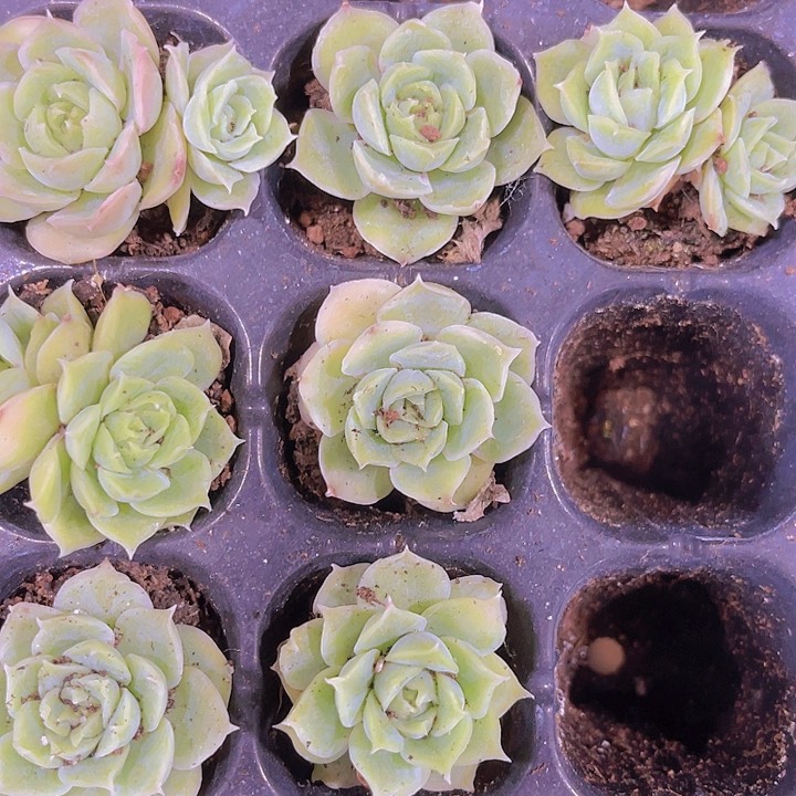 精品虾饺多肉植物