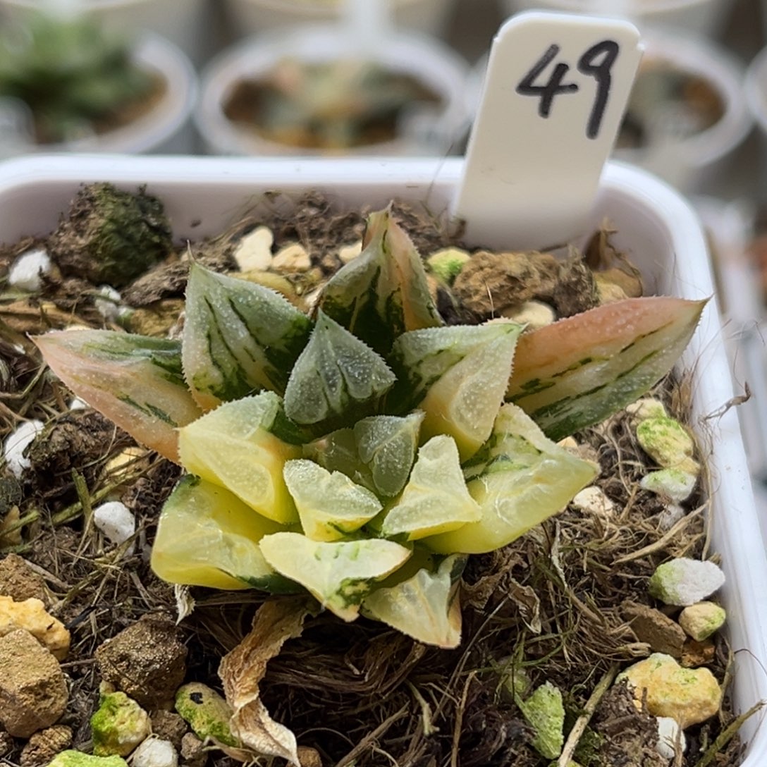 49爱心寿锦（根不好介意勿拍福利专场