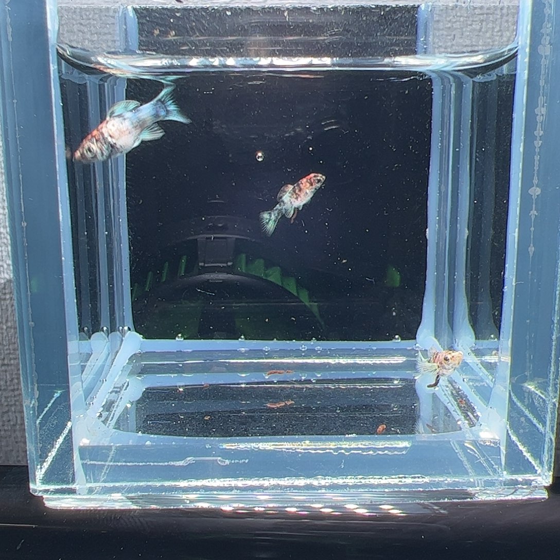 孔雀鱼红头三色苗