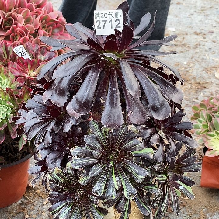 2712 一颗水墨丹青法师