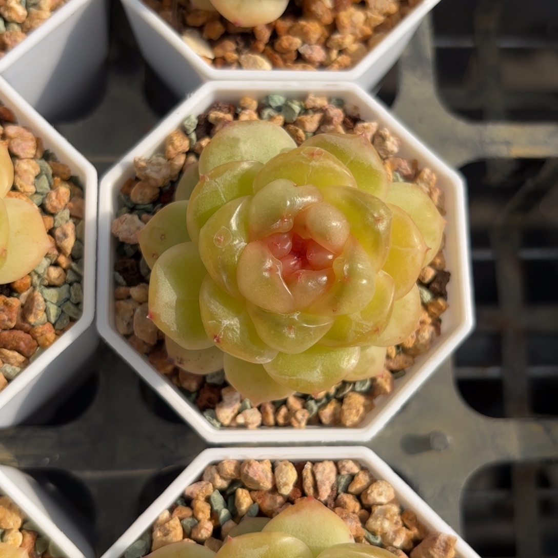 薄糖珍妮一物一拍