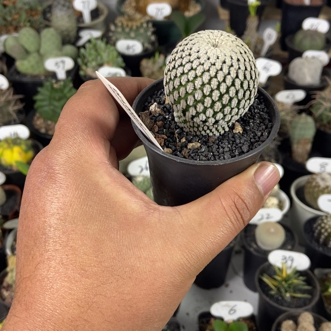 白蝎子一个一物一拍