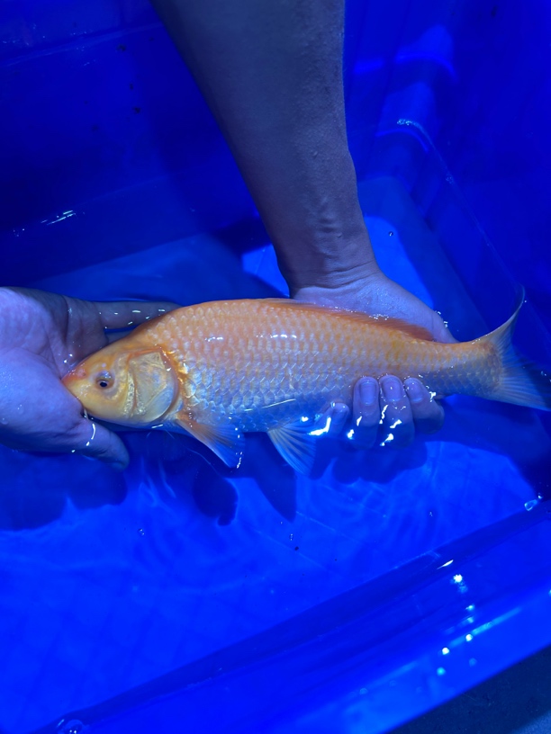 观赏超级芒果芥子淡水鱼锦鲤