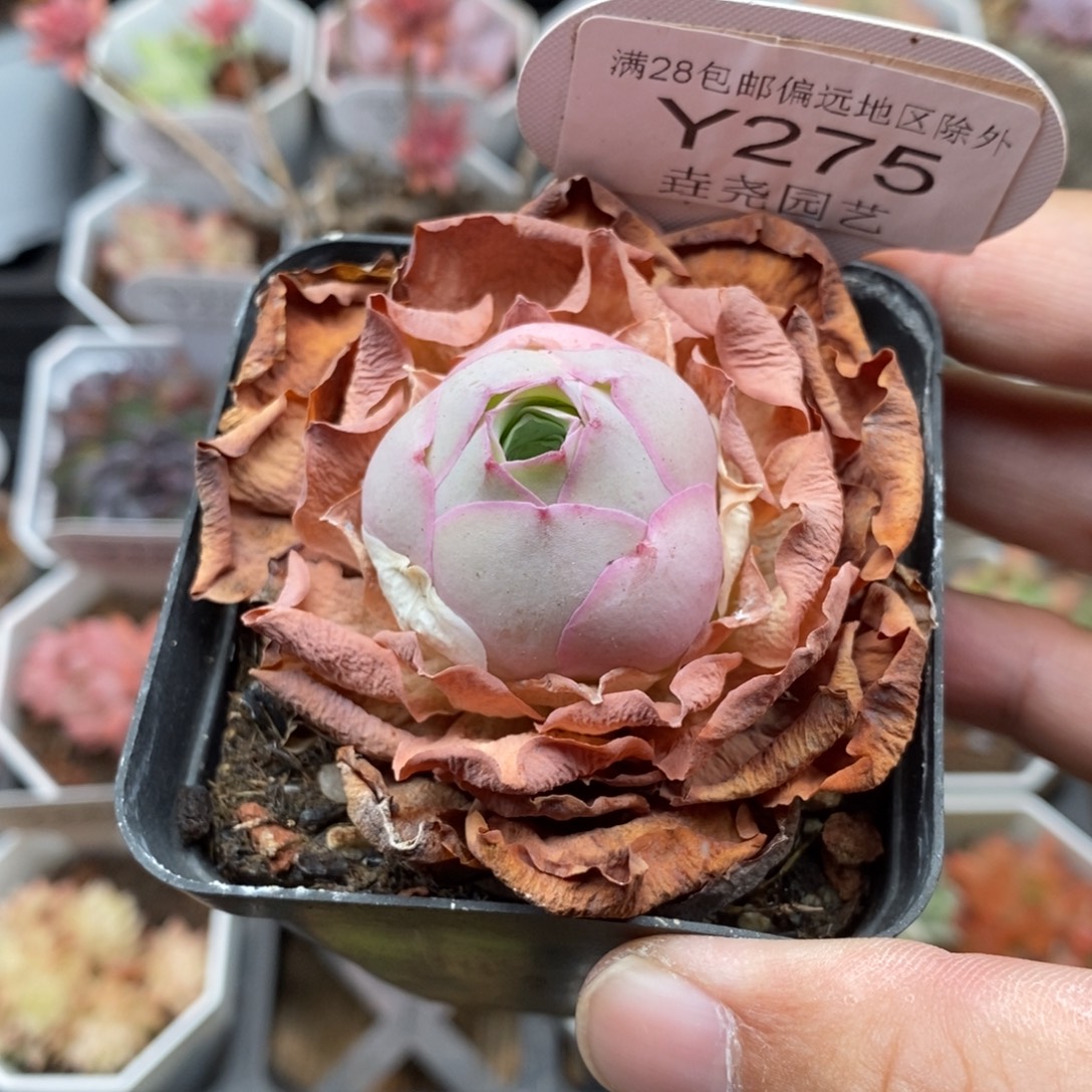 0275 小情书 3cm 