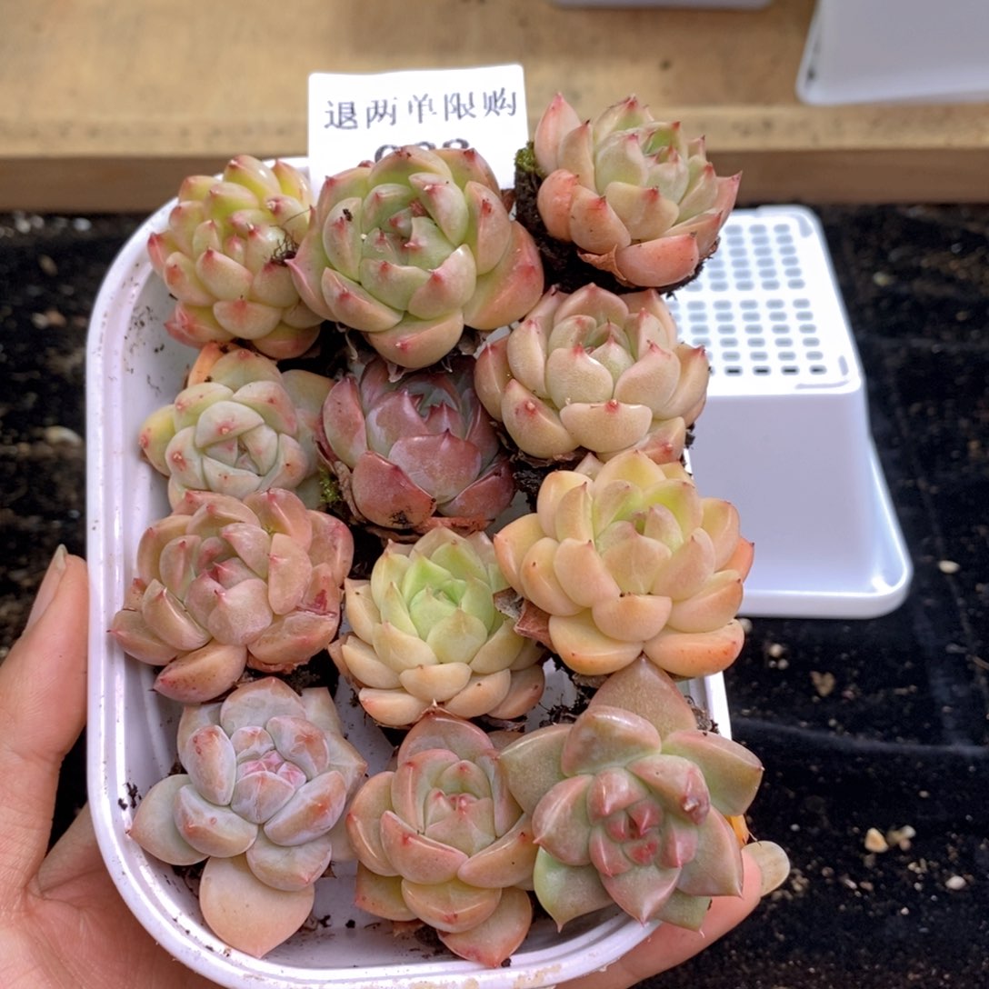 028 新疆西藏内蒙不发货。其他一单发货