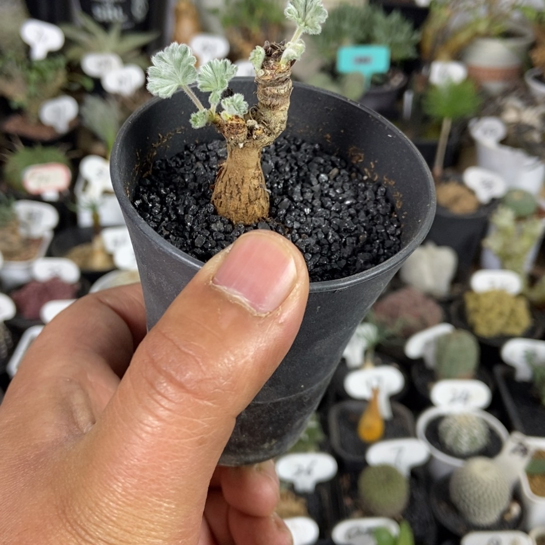 枝干阳奎一物一拍