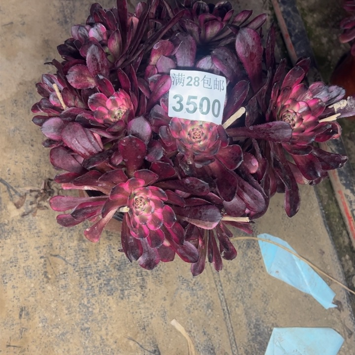 3500红金刚多肉植物