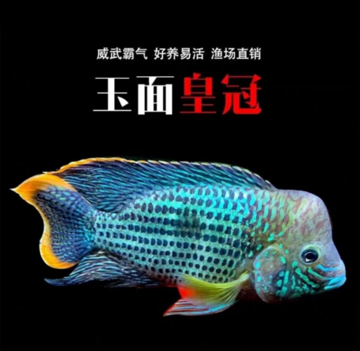 玉面皇冠中大型热带观赏鱼活体好养耐活