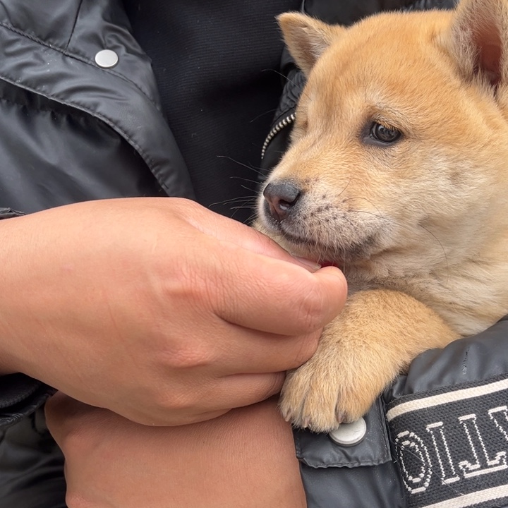 蓝***云中华田园犬小黄母