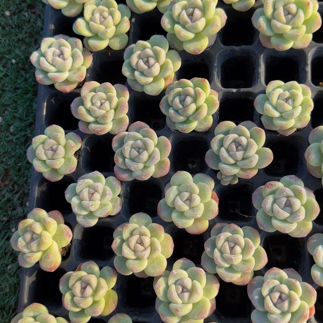 紫心冰玉5颗一组特价！