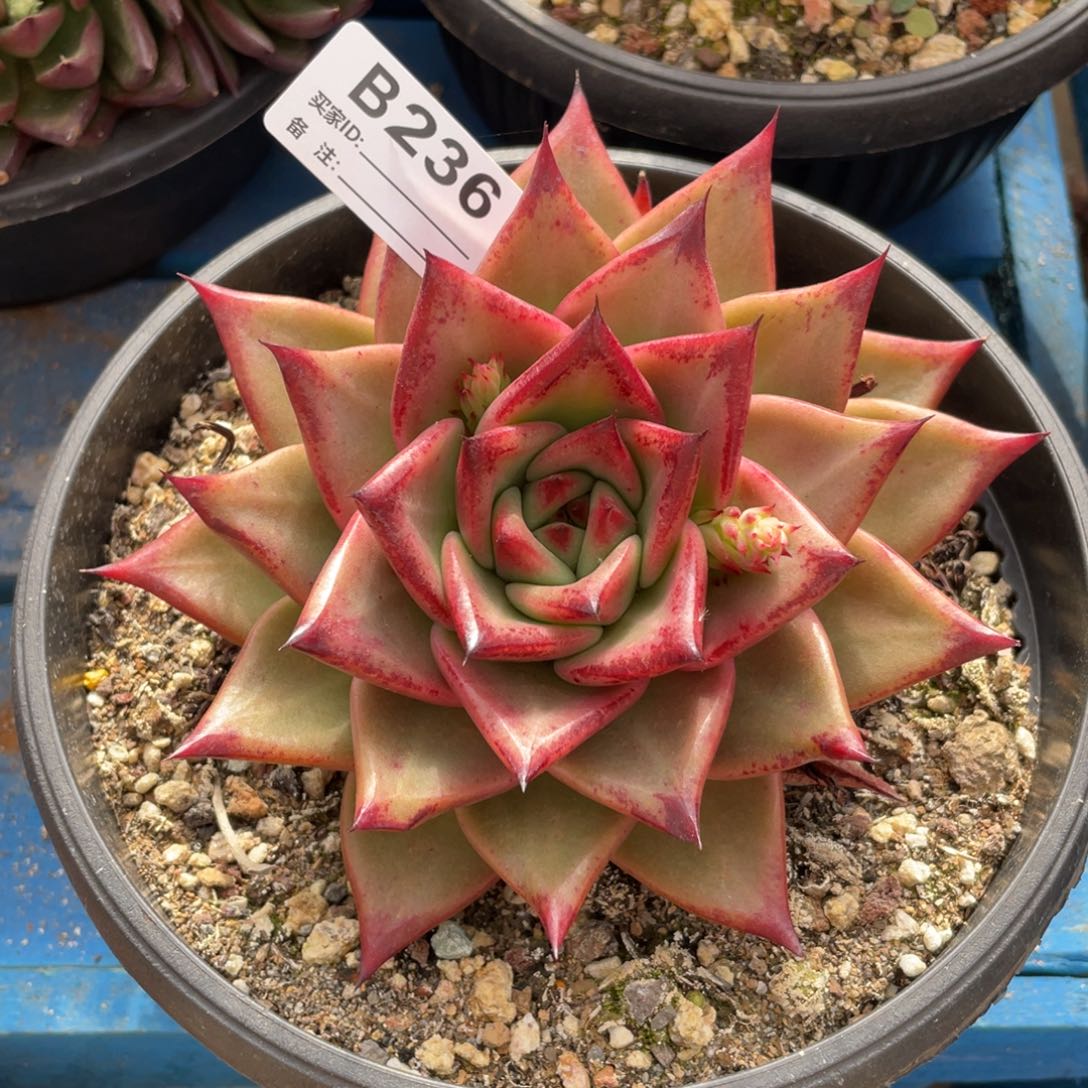 无花朵若如东云单拍B236