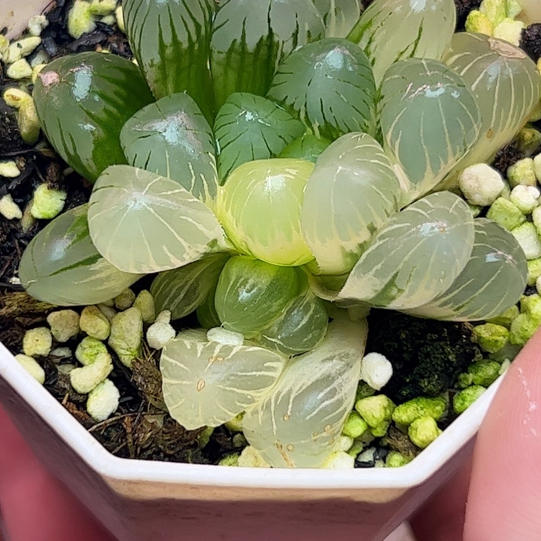 带糊斑侧芽六公分孙灯