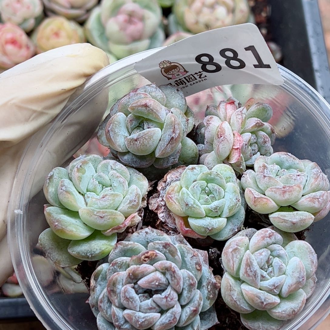 多肉植物多肉植物