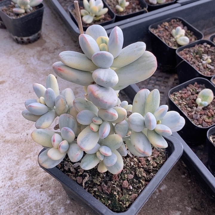 福娘锦自然群111111