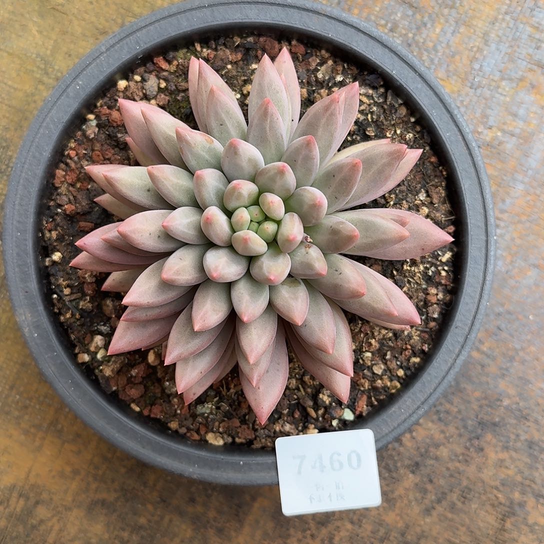 花****7460号水晶球杂交多肉