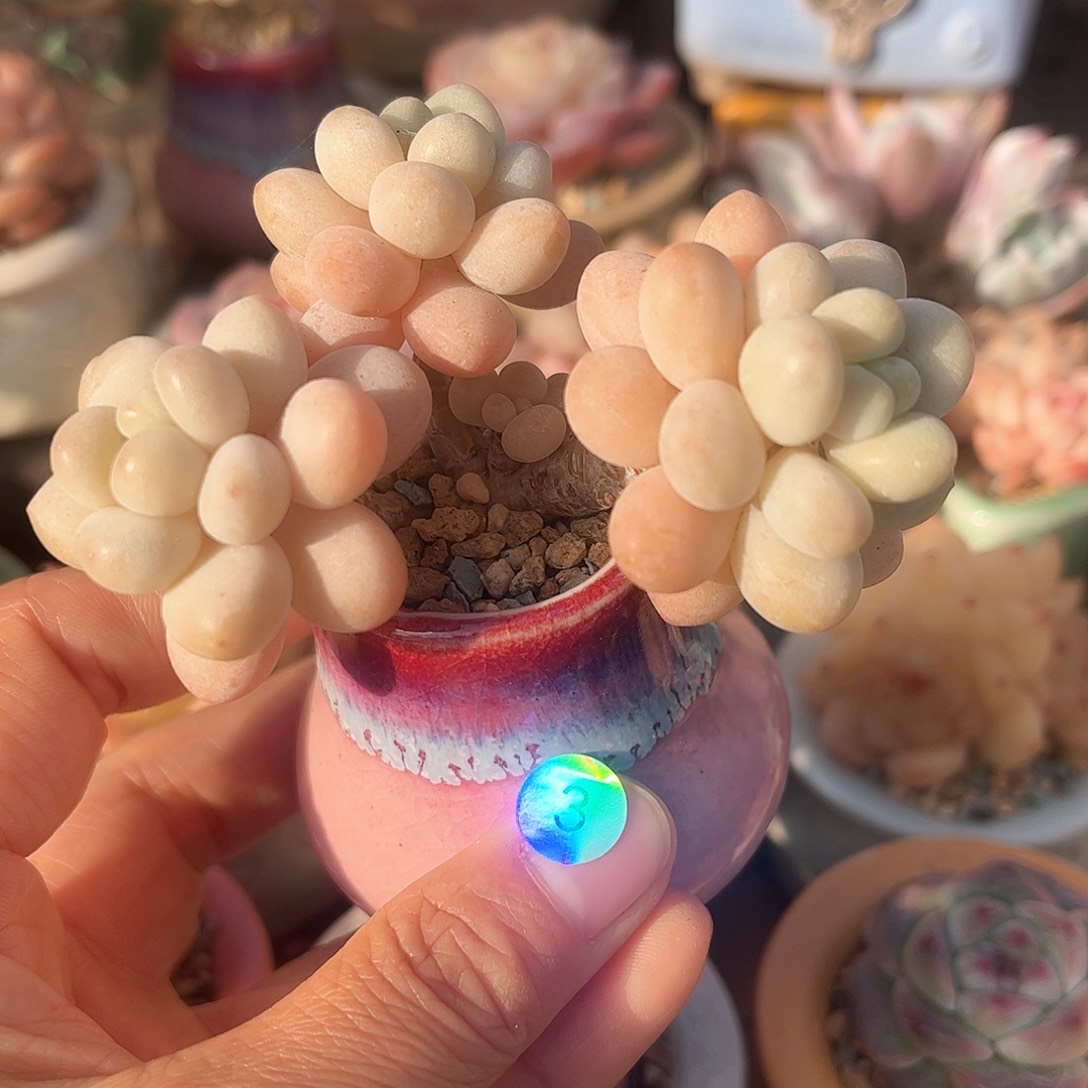 3 多肉含盆土 30元包邮 除偏远